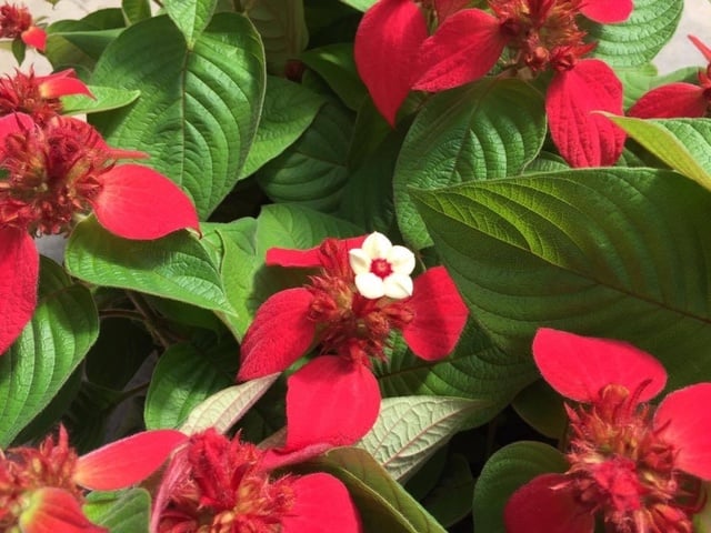 コンロンカ　赤花