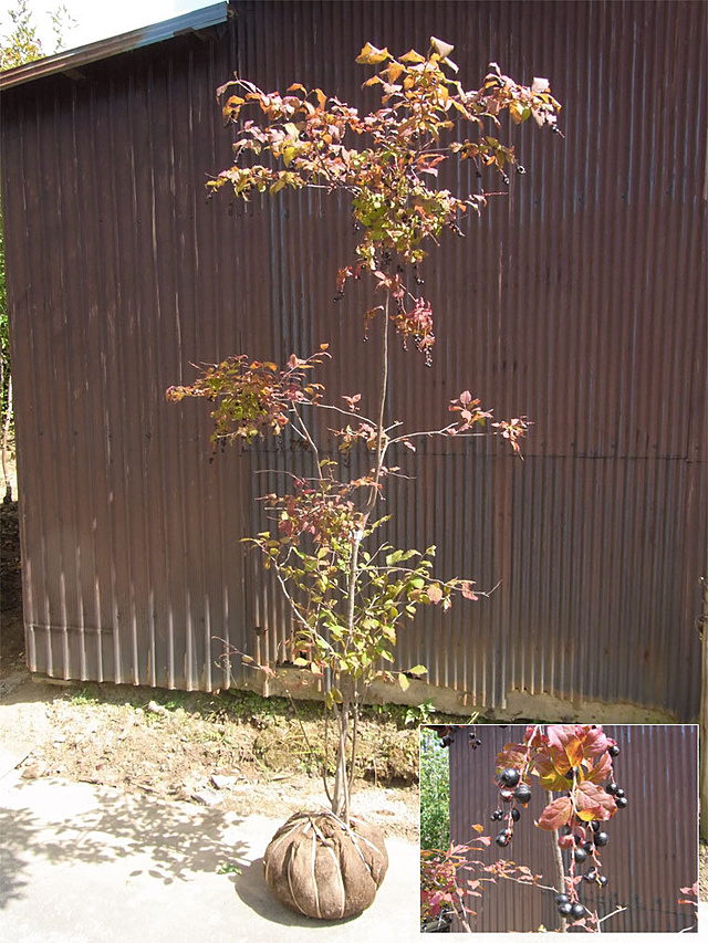 趣のある樹形と紅葉でより良いお庭に